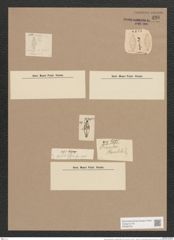 Navicula placentula var. anglica (Ralfs.) Grun. (de-Toni-Nr.: Genus 1, Species 137) Zeichnungen Sammlung Grunow Nr. 420 (NHMW-BOT-W0366735)